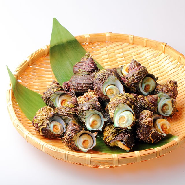 【夏季限定】男鹿産天然サザエ(小~中)1kgでおよそ15個前後