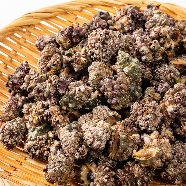 【夏季限定】男鹿の夏の風物詩ニシガイ(レイシガイ) 小~中サイズ/1kg(80~100個前後)