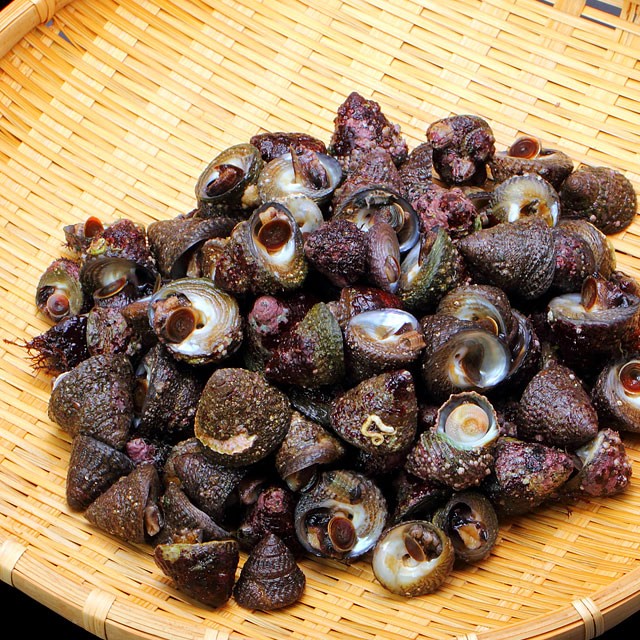【夏季限定】男鹿海の夏の風物詩シタナミ1kg(80個くらい)サイズ小さめ