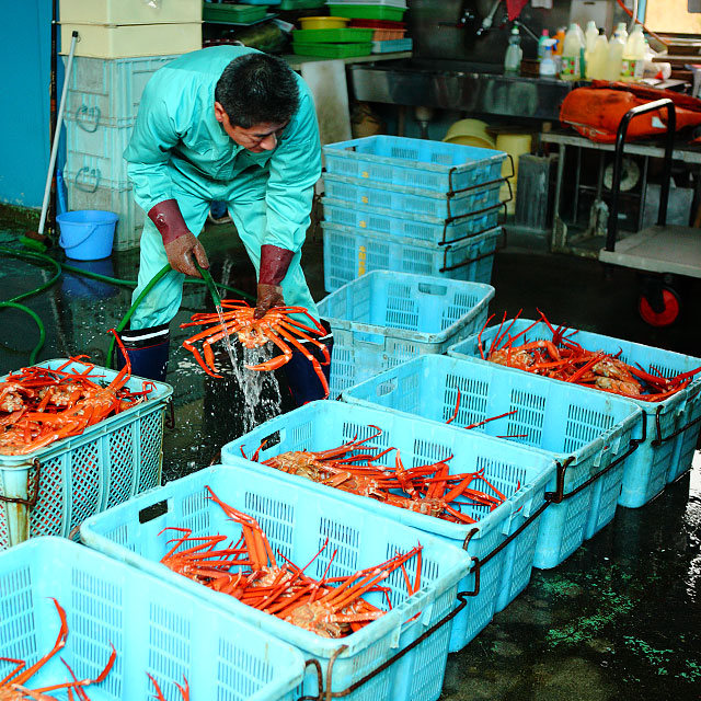 男鹿水産 男鹿沖産 紅ズワイガニ 600g前後 2匹 男鹿なび通販 男鹿水産 男鹿沖産 紅ズワイガニ 600g前後 2匹 男鹿なび通販
