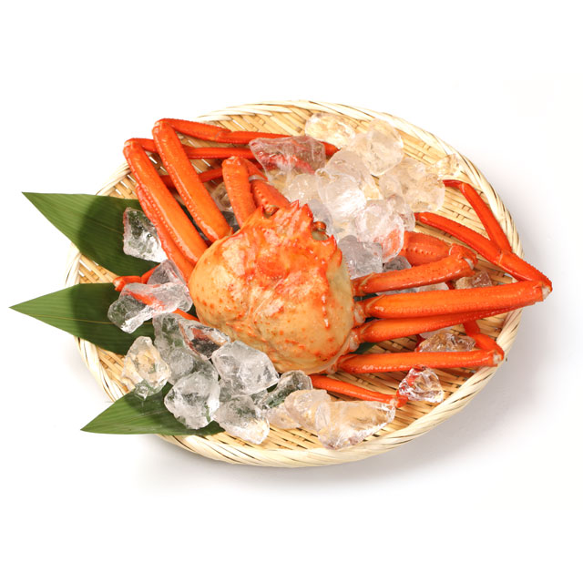 男鹿沖産 紅ズワイガニ 800g前後×1匹