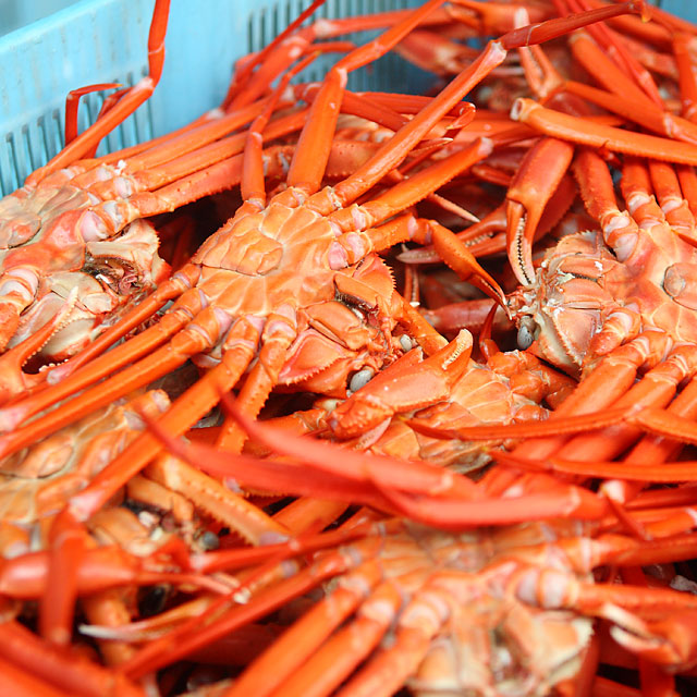 男鹿水産 男鹿沖産 紅ズワイガニ 800g前後 1匹 男鹿なび通販 男鹿水産 男鹿沖産 紅ズワイガニ 800g前後 1匹 男鹿なび通販