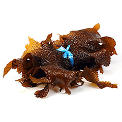 男鹿産 天然生アラメ 300g