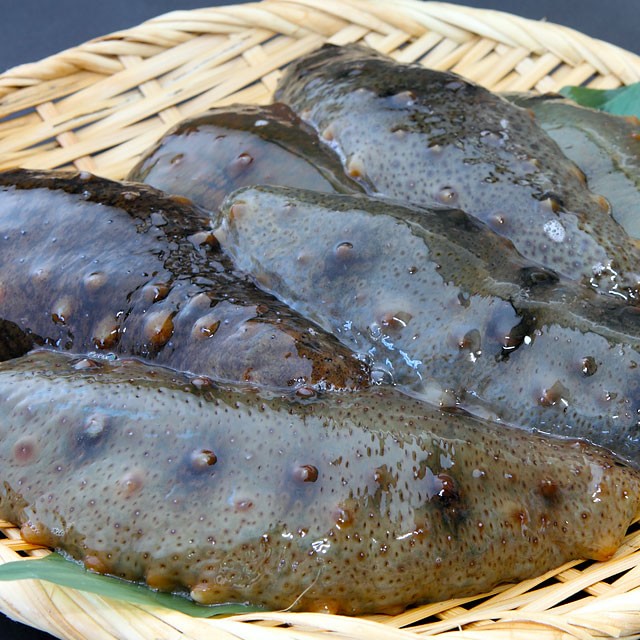 つりショップ海風 男鹿の手獲り生ナマコ 青ナマコ 約1kg 男鹿なび通販 つりショップ海風 男鹿の手獲り生ナマコ 青ナマコ 約1kg 男鹿なび通販